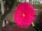 TalaThumb0009.jpg
