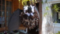 TalaThumb0001.jpg