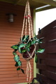TalaThumb0011.jpg