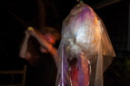 TalaThumb0005.jpg