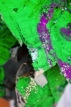 TalaThumb0003.jpg